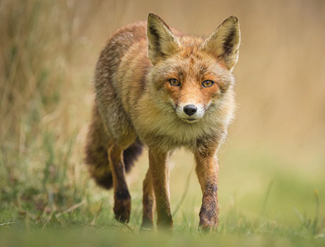 A fox trotting